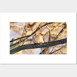 Sleepy Mourning Dove Posters and Art